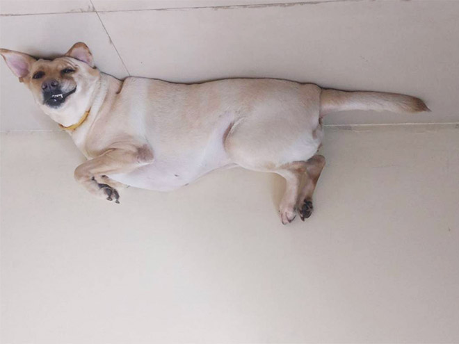 Balloon dog stuck to the ceiling.