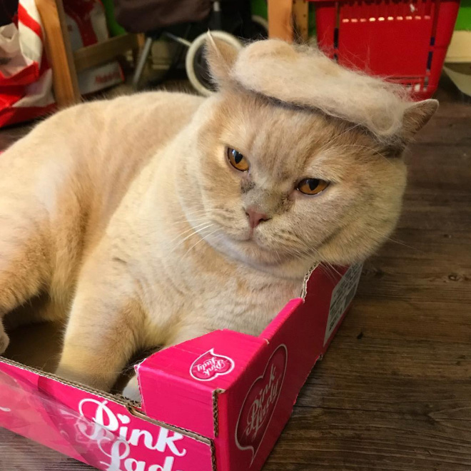 Donald Trump cat double.