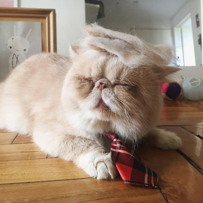 Donald Trump cat double.