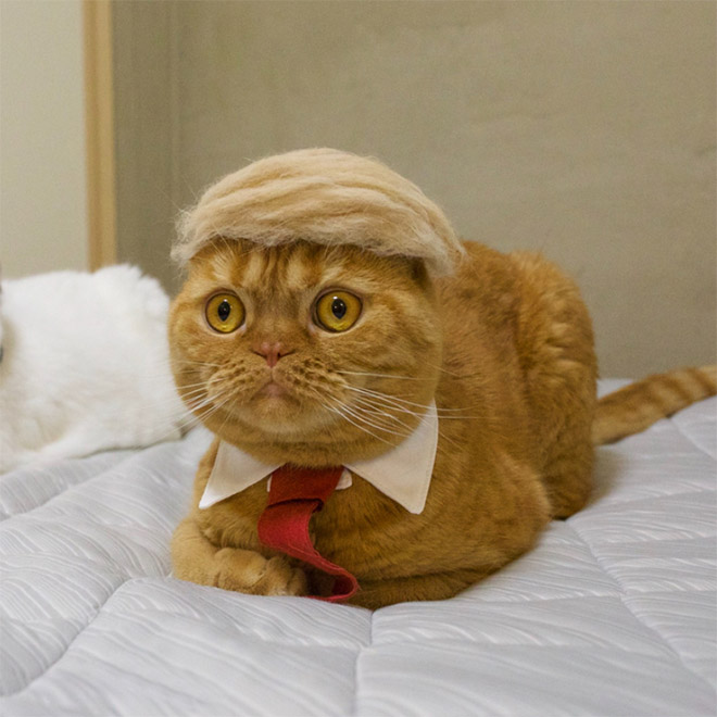 Donald Trump cat double.