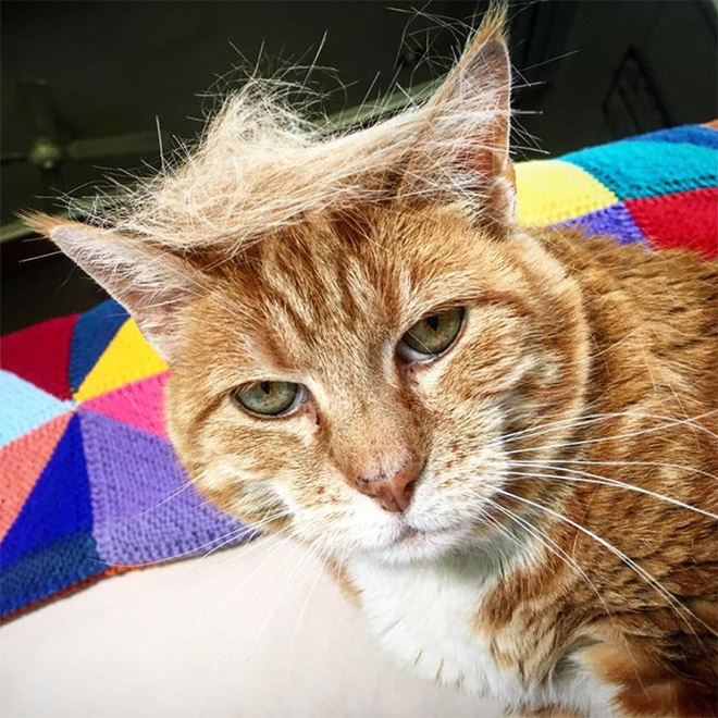 Donald Trump cat double.