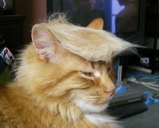 Donald Trump cat double.