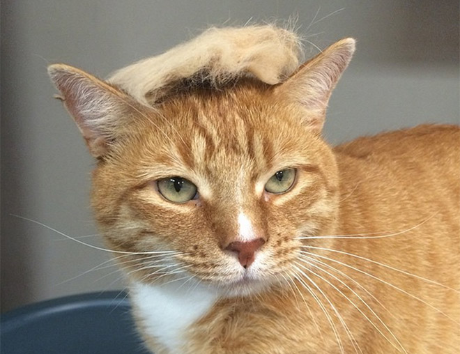 Donald Trump cat double.