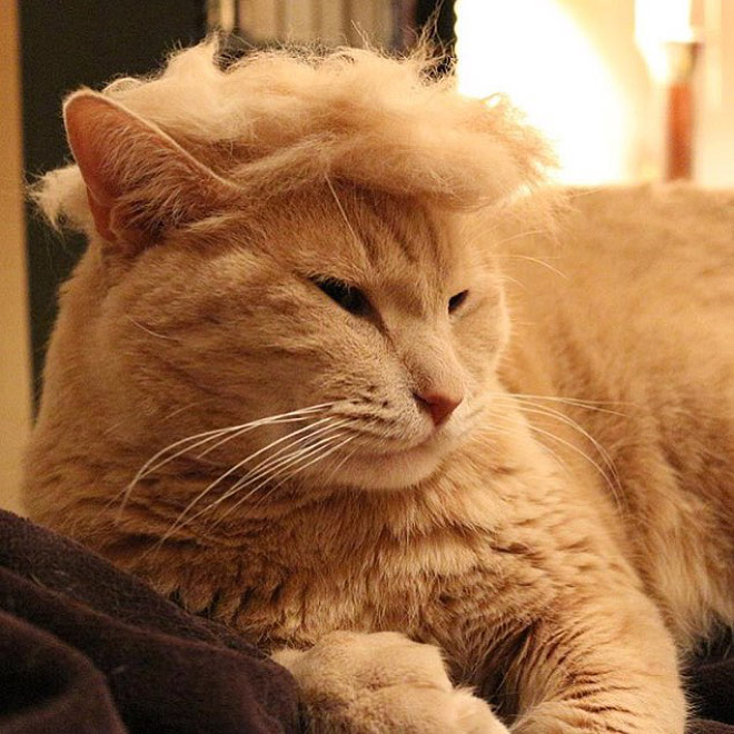 Donald Trump cat double.