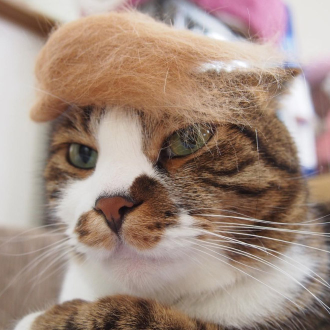 Donald Trump cat double.