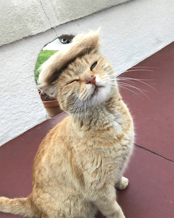 Donald Trump cat double.