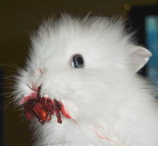 Animals eating berries look truly scary.