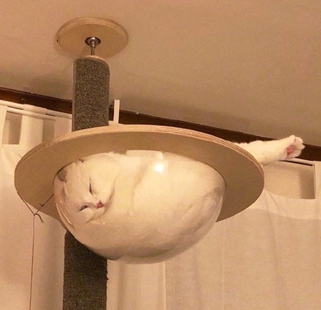 Cats can sleep literally anywhere.