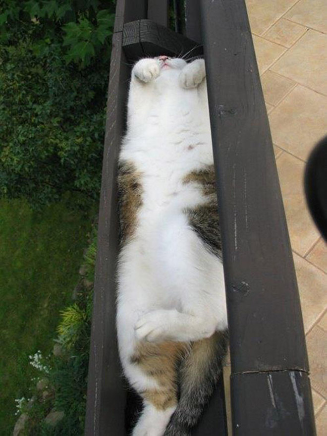 Cats can sleep literally anywhere.