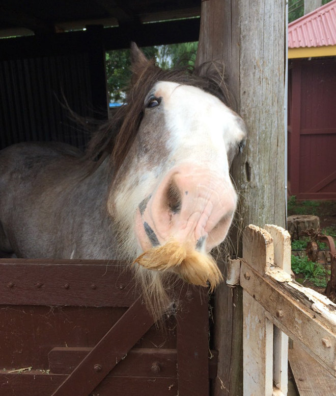 Did you know that horses can grow mustaches?