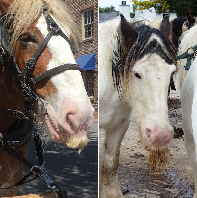 Did you know that horses can grow mustaches?