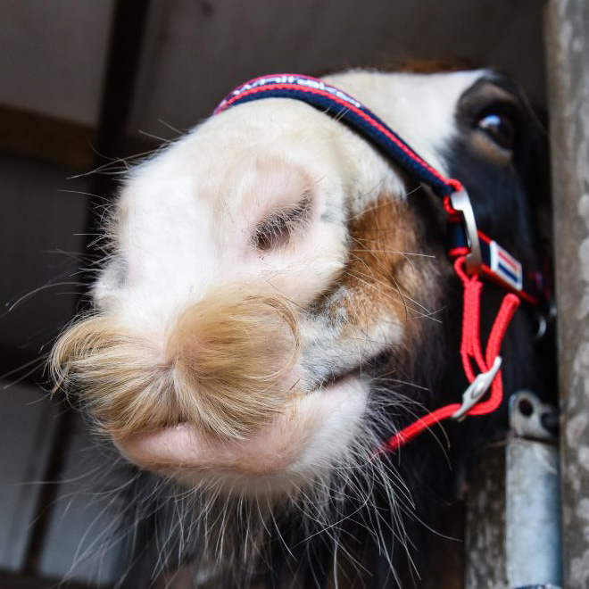 Did you know that horses can grow mustaches?