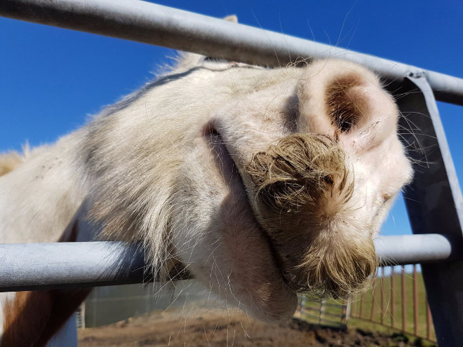 Did you know that horses can grow mustaches?