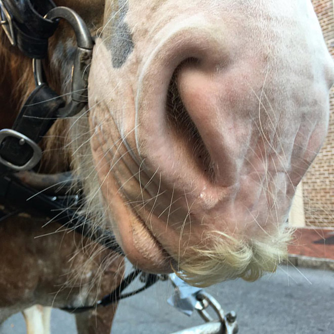 Did you know that horses can grow mustaches?