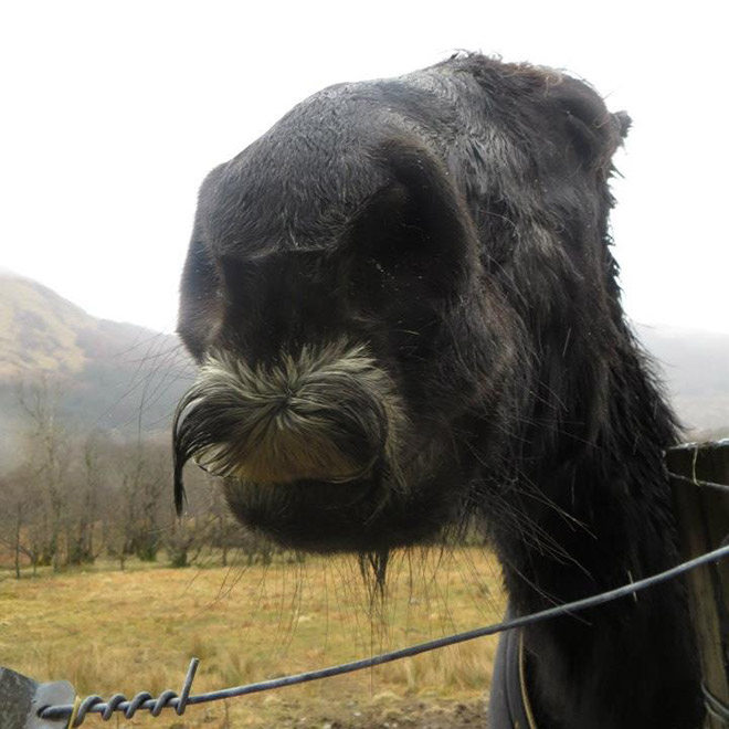 Did you know that horses can grow mustaches?