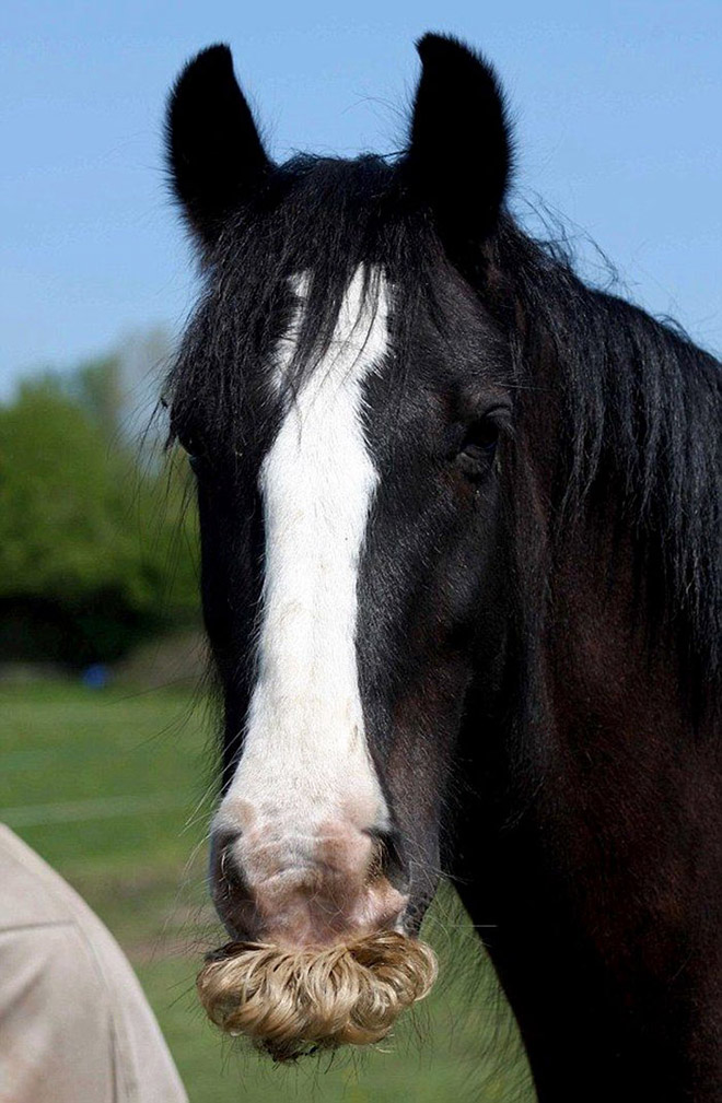 Did you know that horses can grow mustaches?