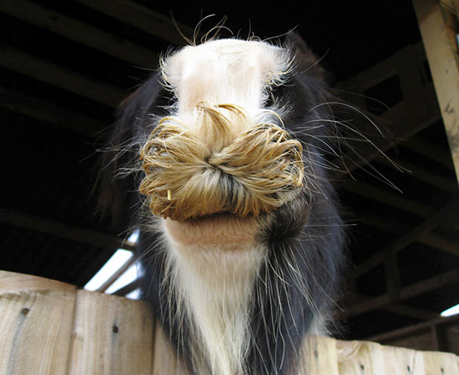 Did you know that horses can grow mustaches?