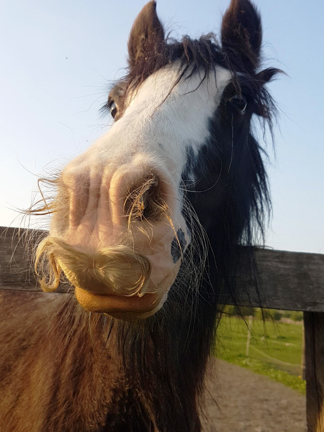 Did you know that horses can grow mustaches?