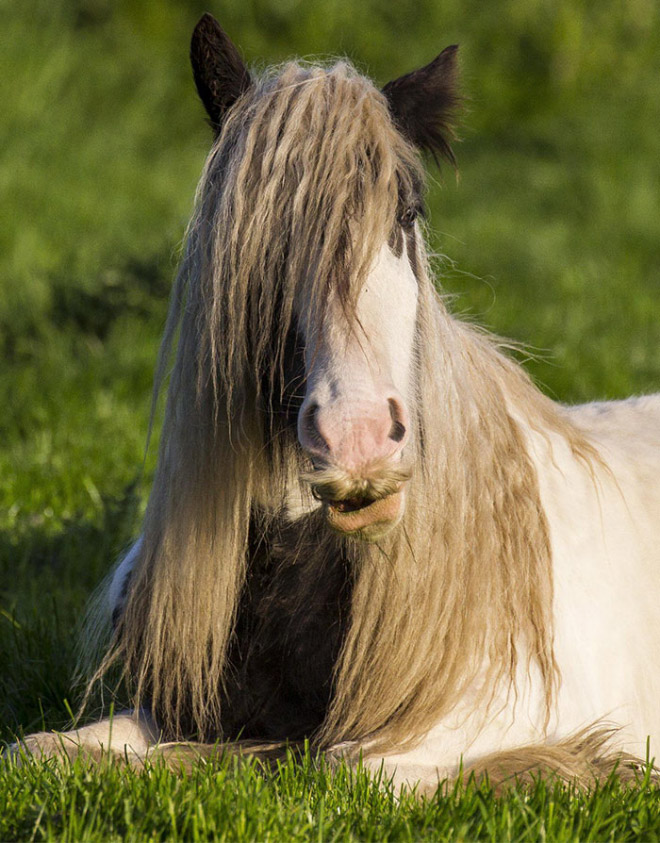 Did you know that horses can grow mustaches?