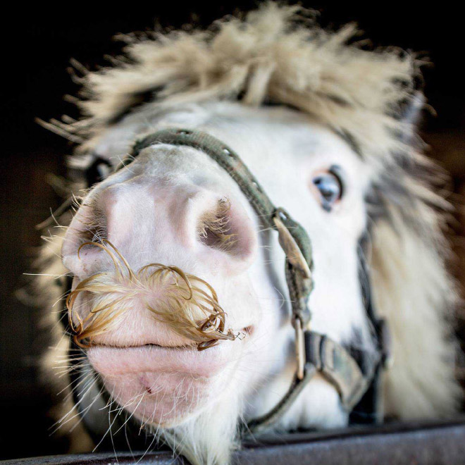 Did you know that horses can grow mustaches?