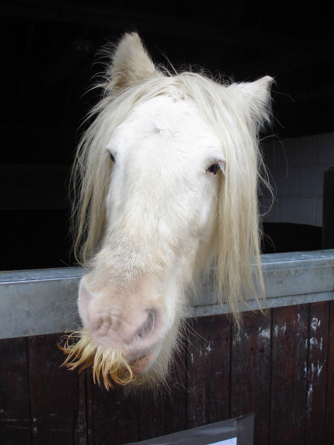 Did you know that horses can grow mustaches?