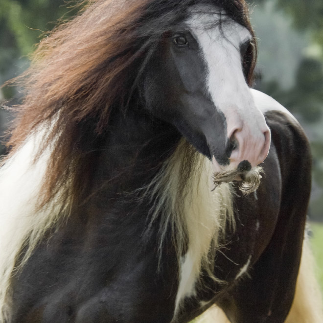 Did you know that horses can grow mustaches?