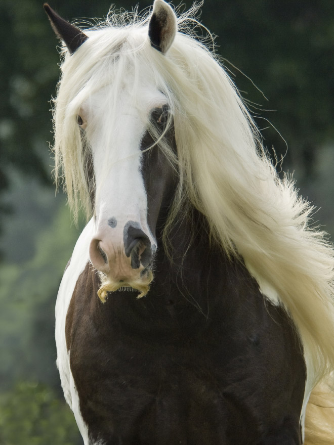 Did you know that horses can grow mustaches?