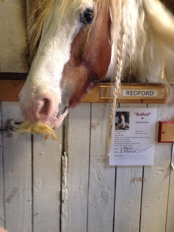 Did you know that horses can grow mustaches?