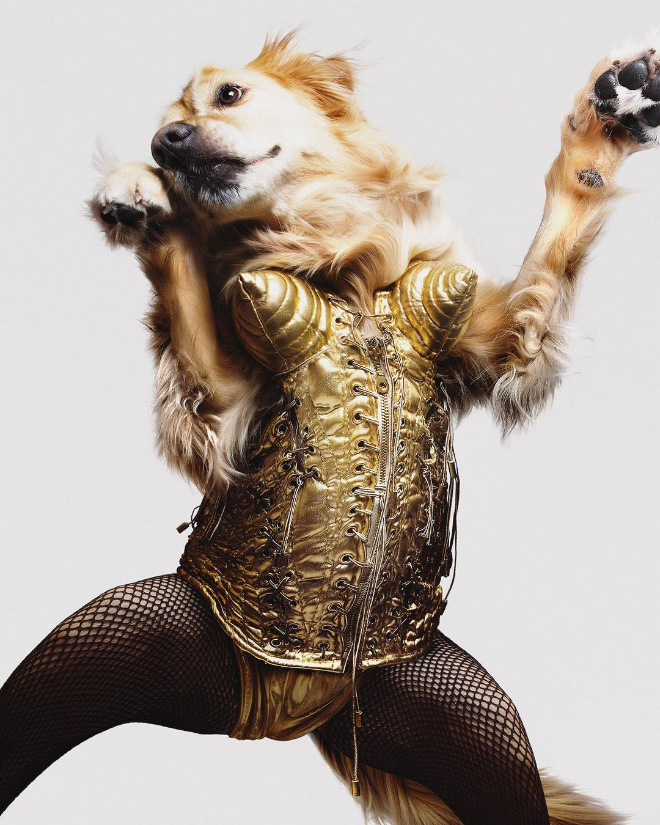 Iconic photo of Madonna recreated by a dog.