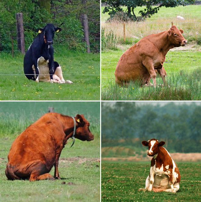 Awkwardly sitting cow.