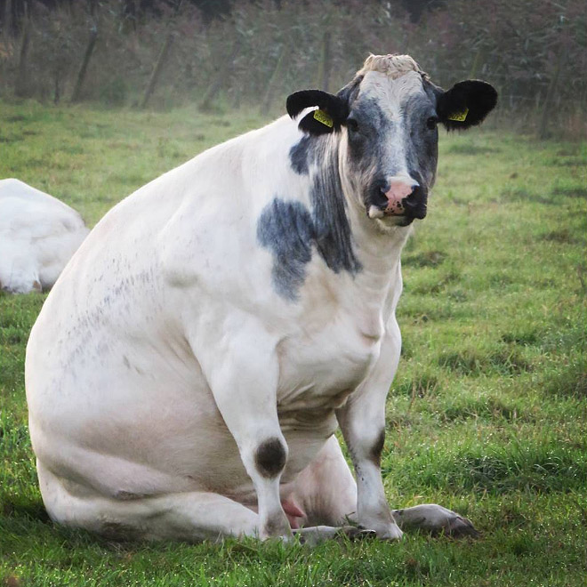 Awkwardly sitting cow.
