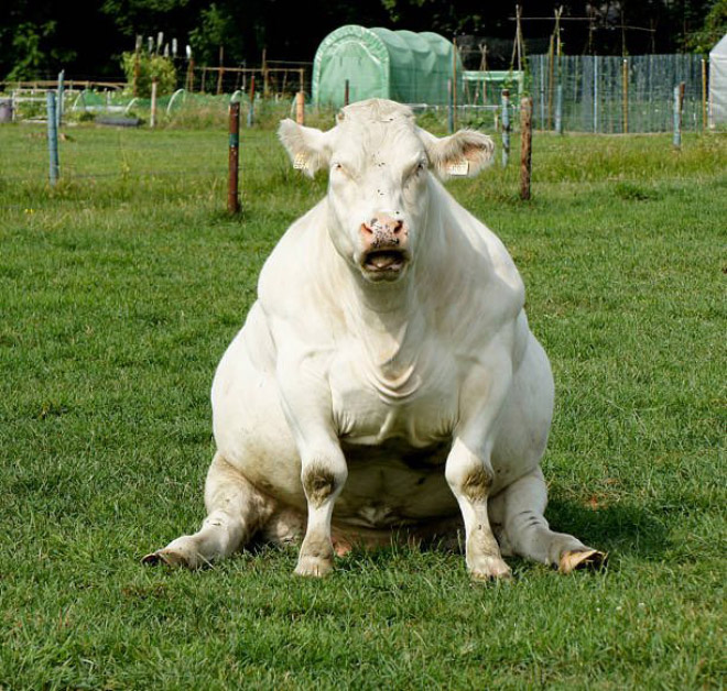 Awkwardly sitting cow.