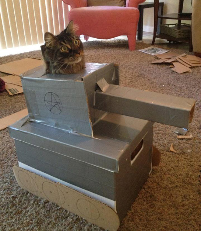 This cat is ready for battle!