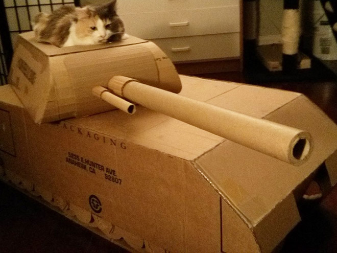 This cat is ready for battle!