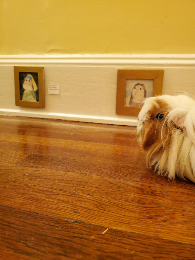 Guinea pig enjoying paintings.