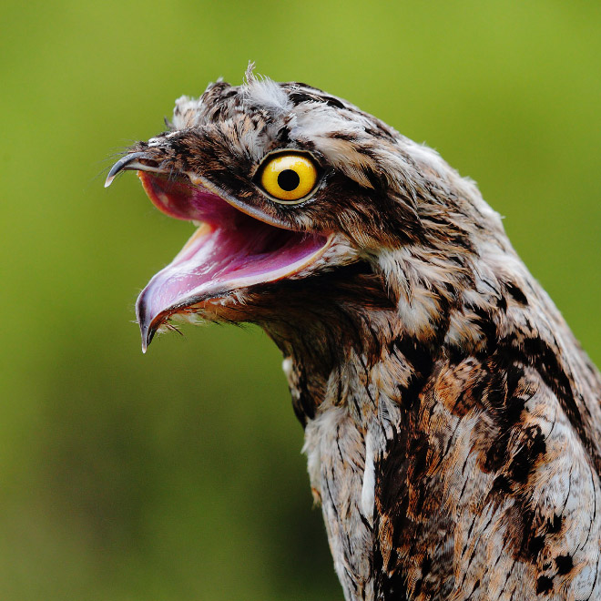 Potoo bird.