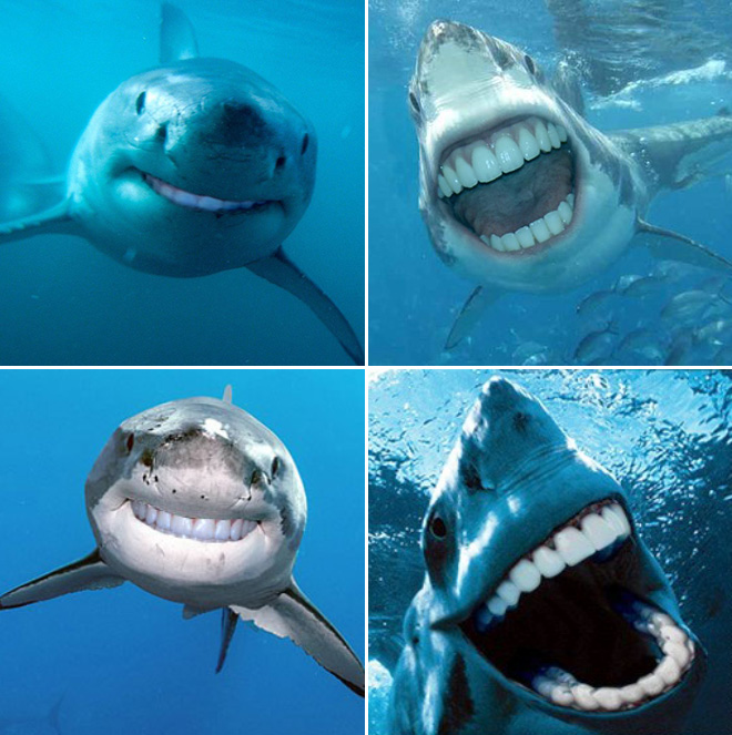 Sharks with human teeth look awesome!