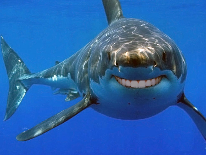Sharks with human teeth look awesome!
