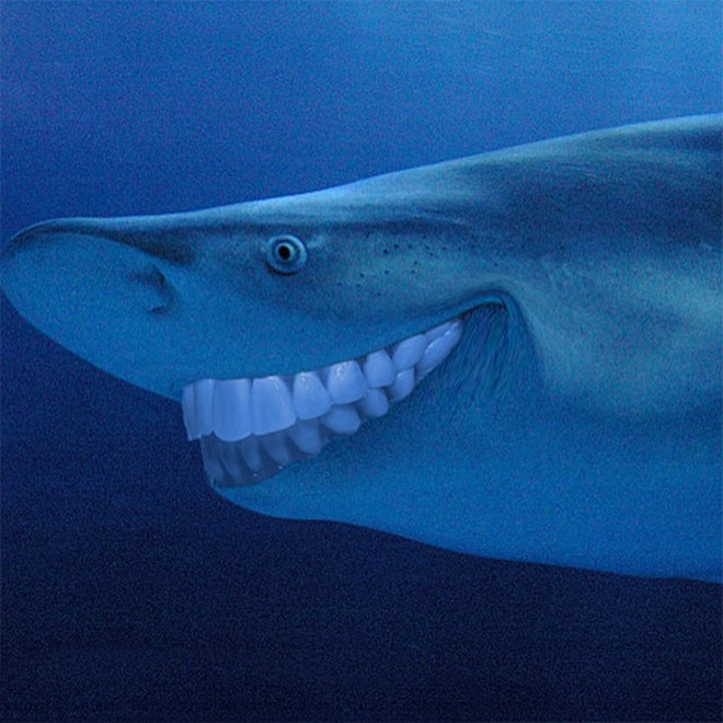 Sharks with human teeth look awesome!