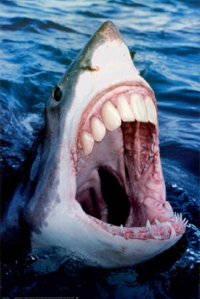 Sharks with human teeth look awesome!