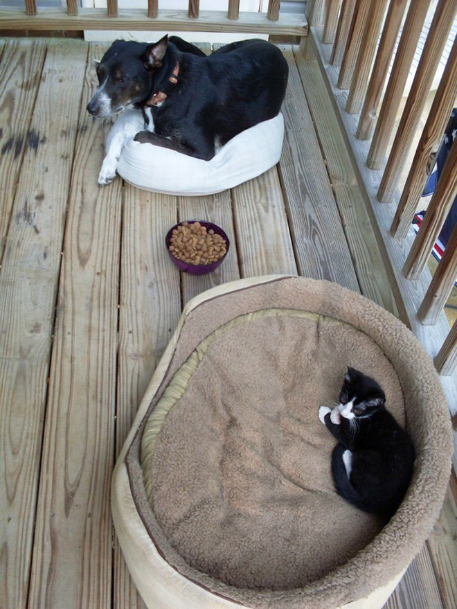 Dog bed stolen by cat.