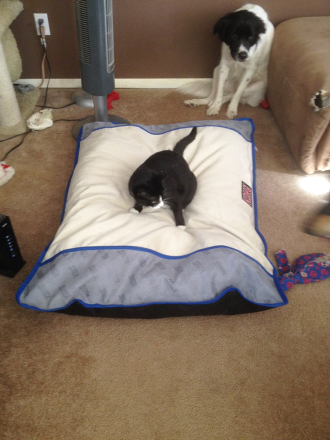 Dog bed stolen by cat.