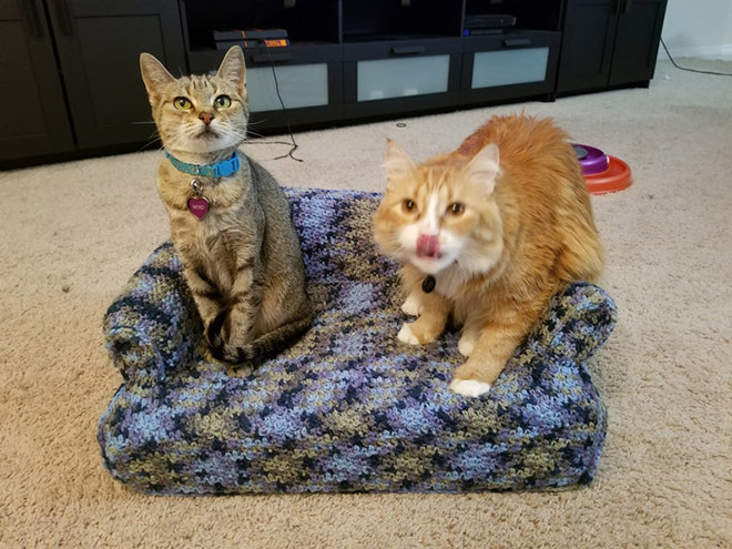 Crocheted kitty couch.