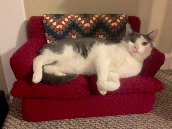 Crocheted kitty couch.