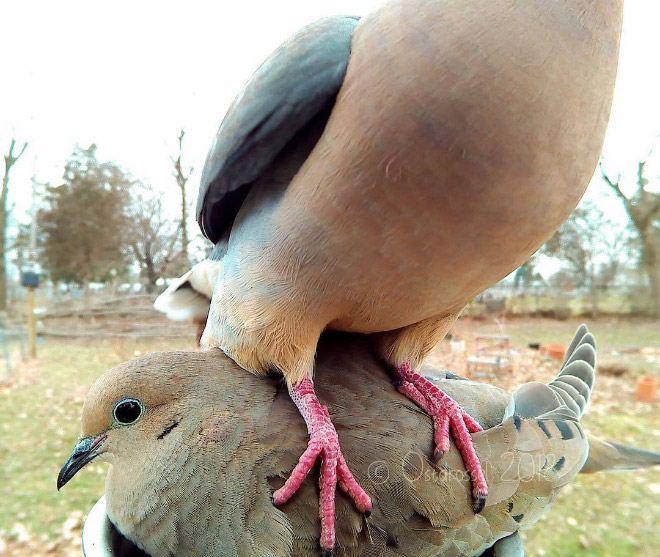 Hidden cam at the bird feeder. This is the result.