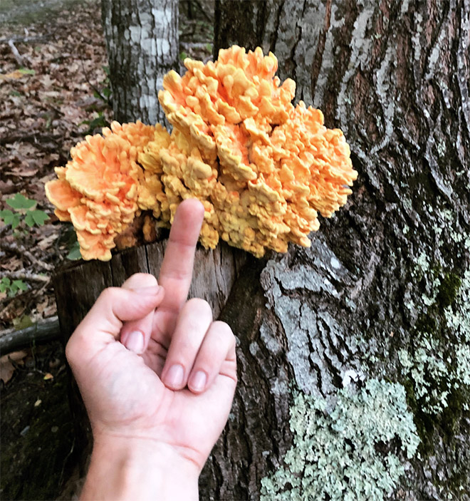 This guy really hates mushrooms.