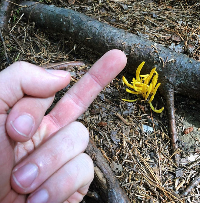 This guy really hates mushrooms.