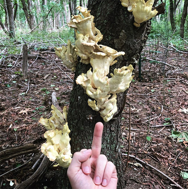 This guy really hates mushrooms.