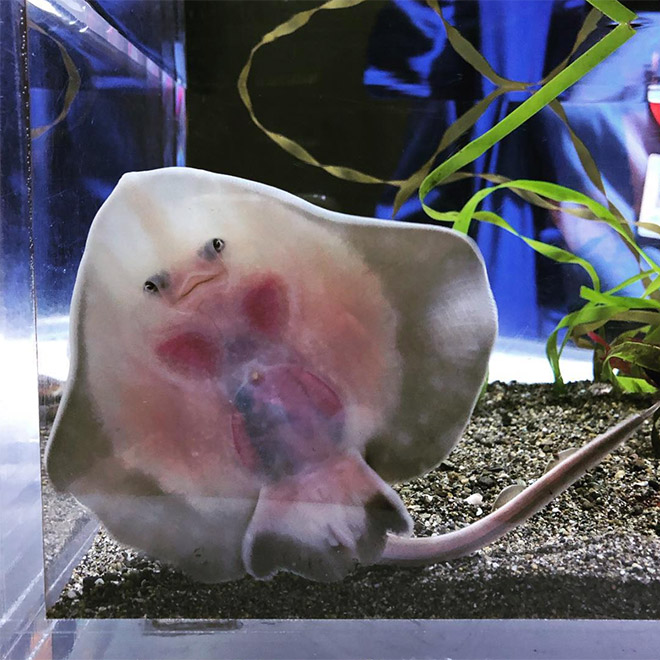 Baby stingrays look really weird.