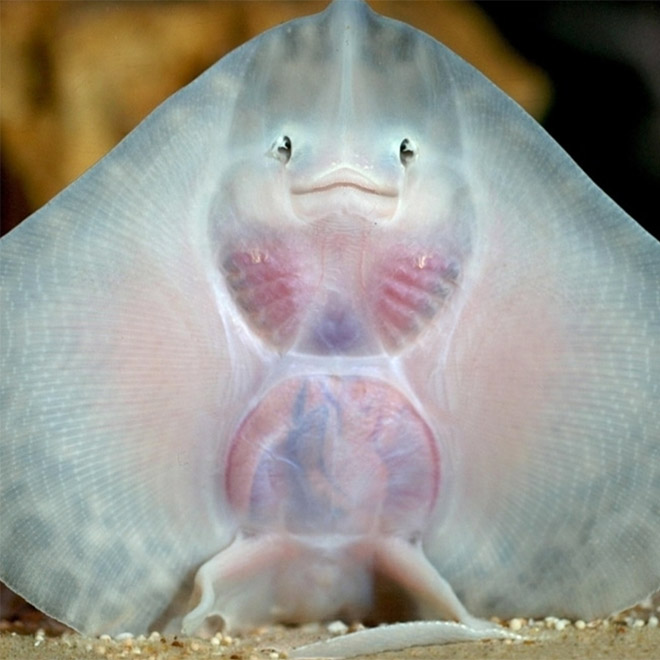 Baby stingrays look really weird.